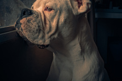 DSCF8548